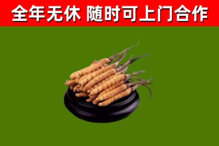 普宁市回收散虫草