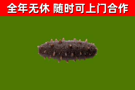 普宁市回收海参干